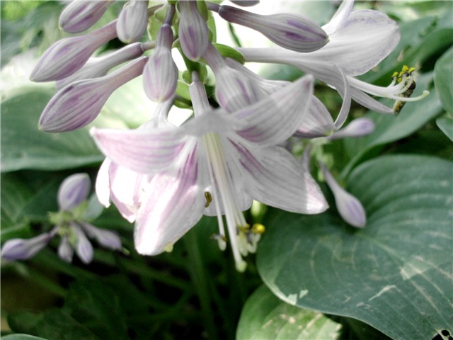 hosta
